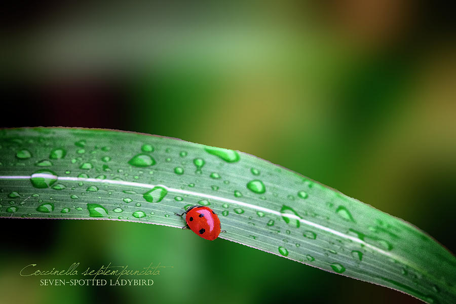 Ladybug Photograph - Ladybug and the Storm by Kimber Lee