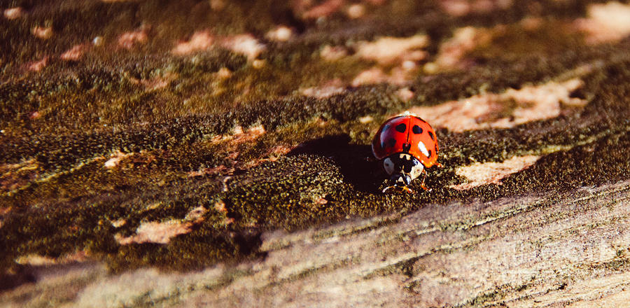 Ladybug Photograph by Andrea Anderegg
