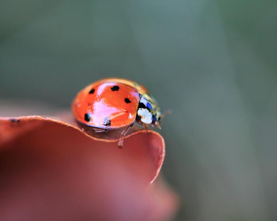 Ladybug Photograph by Angela Murdock