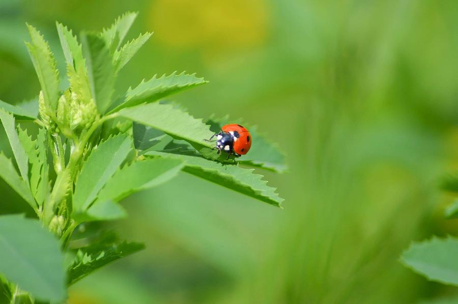 Ladybug Photograph by Ashley Sneed - Pixels