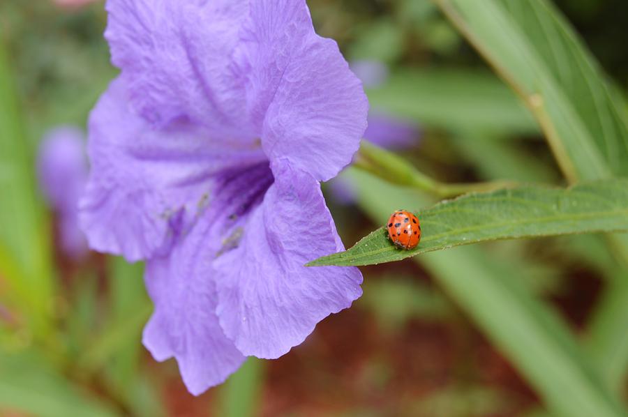 Ladybug Beetle and Mexican Petunia Photograph by Warren Thompson