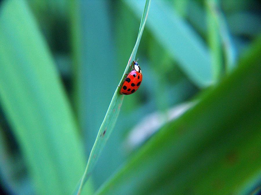 Ladybug Photograph by Belinda Cox