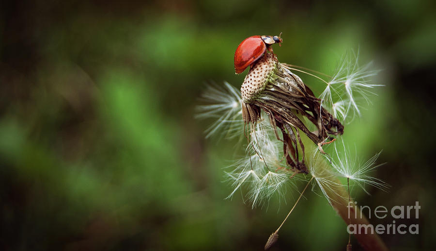 Ladybug Photograph by Bianca Nadeau