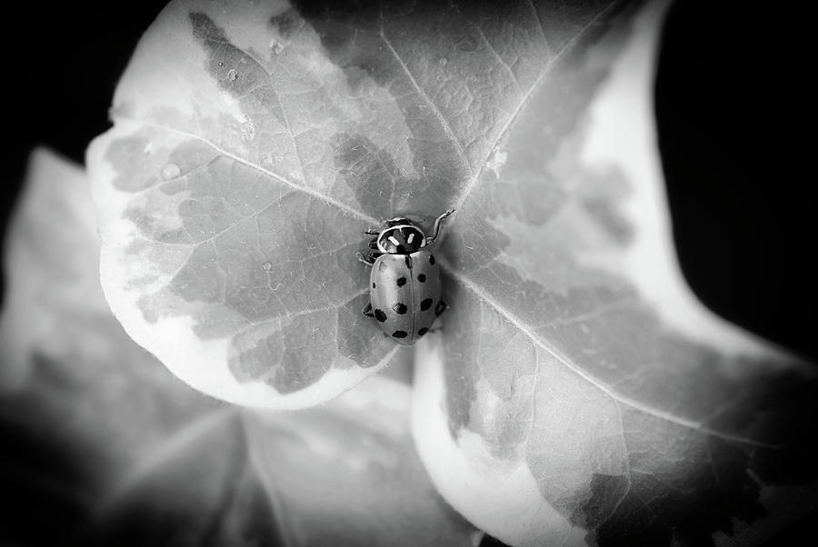 ladybug photography black and white