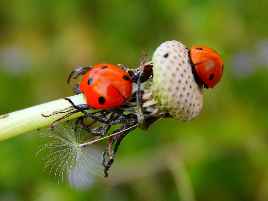 Ladybug Breakfast Photograph by Virginia White