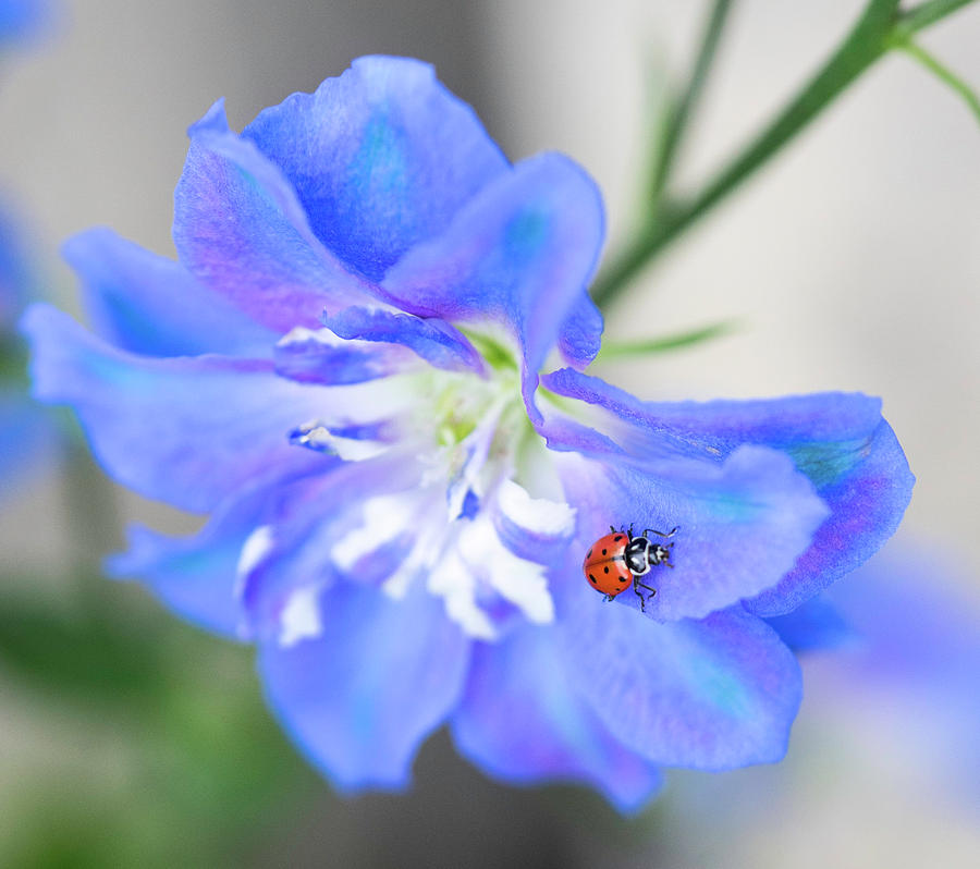 Ladybug Photograph by Cathy Donohoue