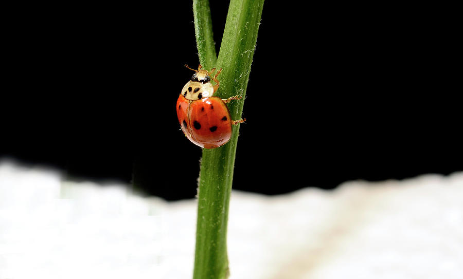 Ladybug Climbing Photograph by Laura Mountainspring