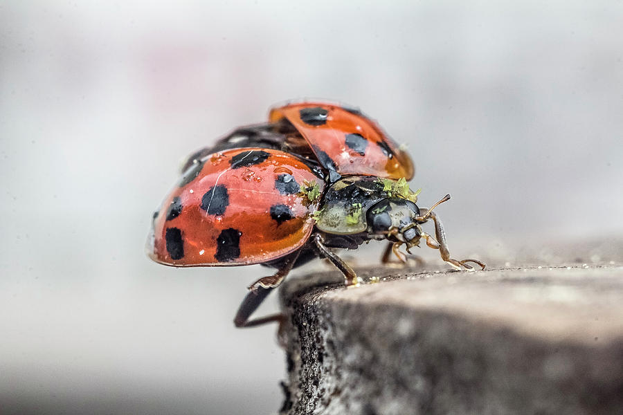 Ladybug Photograph - Ladybug close front view by Thomas Olbrich