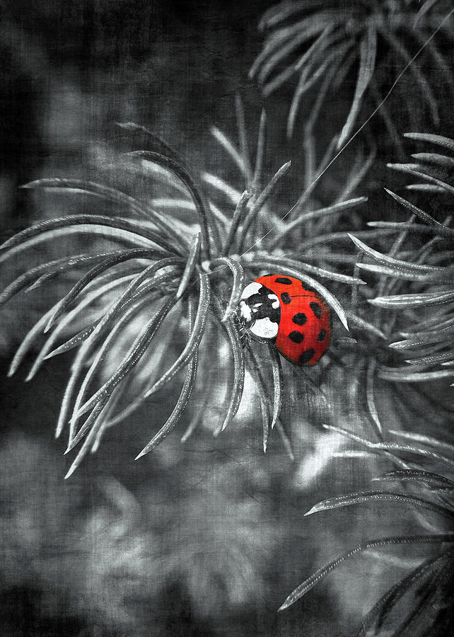 Nature Photograph - Ladybug by David Hughes