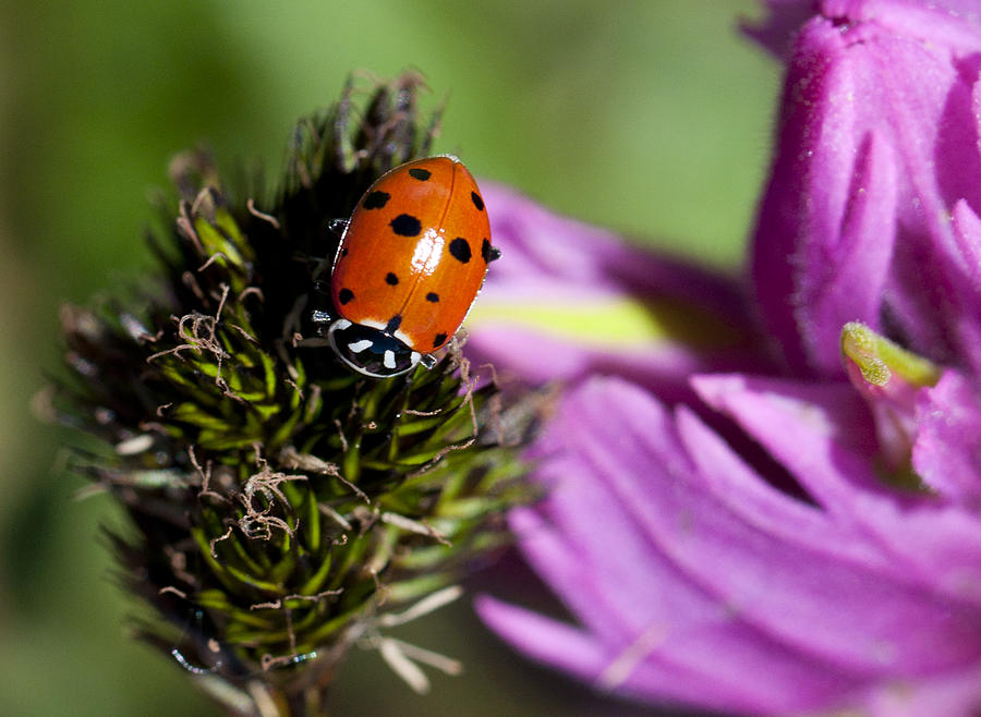 Ladybug Delight Photograph by Julia McHugh