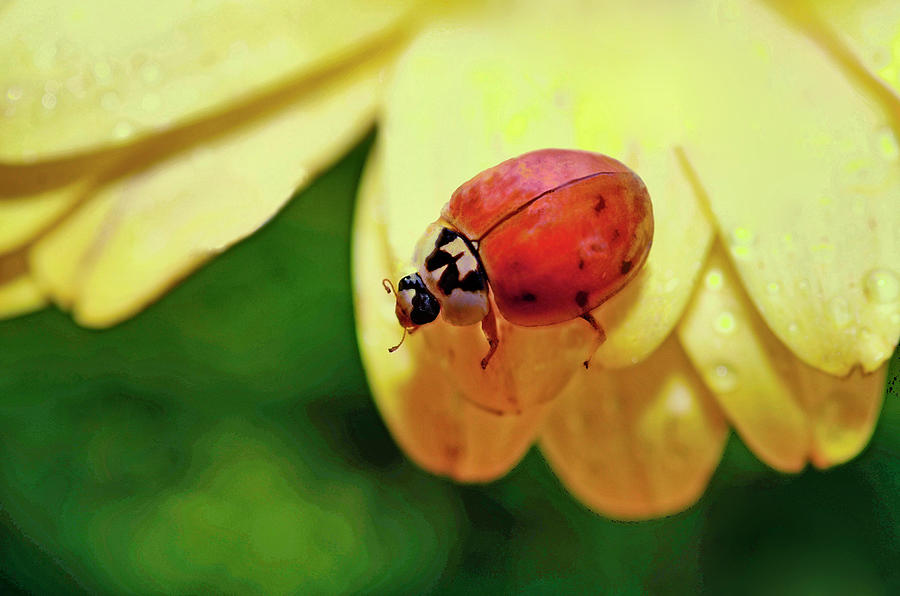 Ladybug  Digital Art Digital Art by Laura Mountainspring