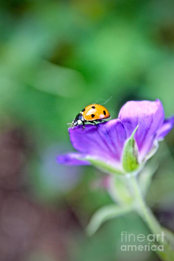 Ladybug Photograph by Elisabeth Derichs