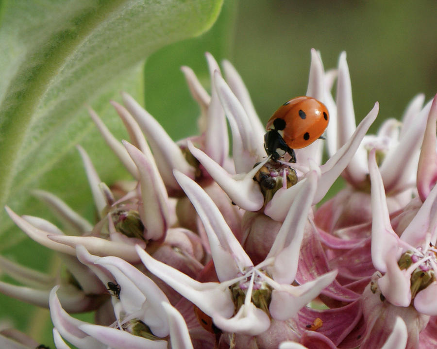 Ladybug Photograph by Ernest Echols