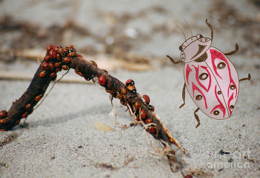 Root Photograph - Ladybug Highway by Mary Mikawoz Root Photograph - Ladybug Highway by Mary Mikawoz