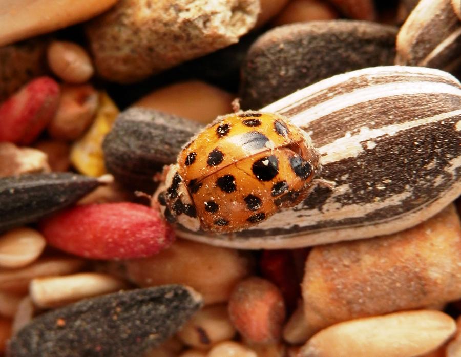 Ladybug Hot to Trot Photograph by Belinda Lee