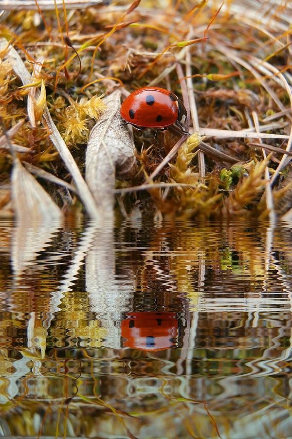 Ladybug In Grass With Water Refections Photograph