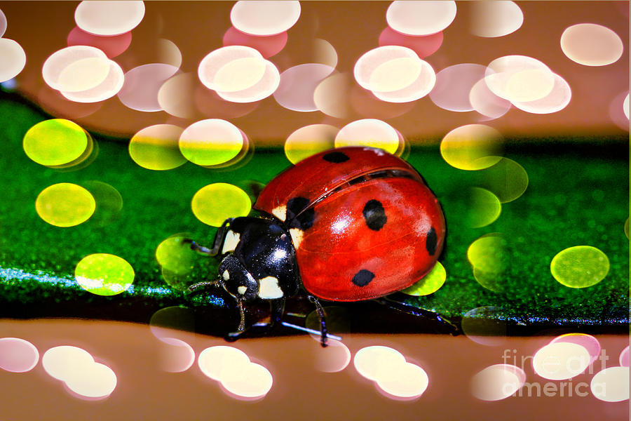 Ladybug in Red Photograph by Kasia Bitner