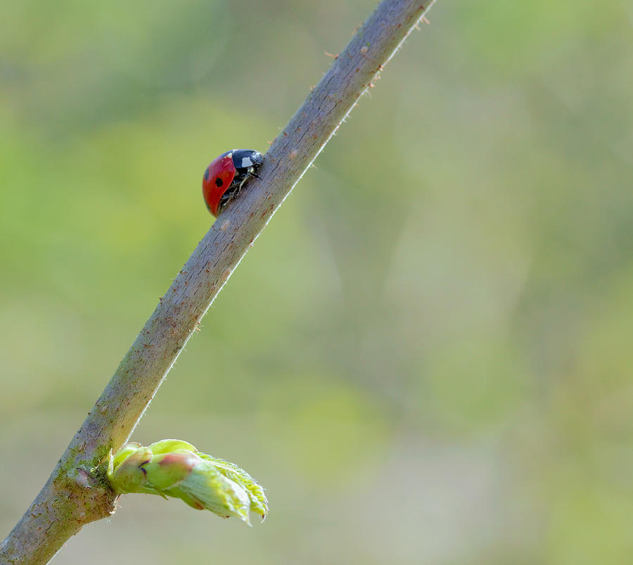 Ladybug Photograph - Ladybug in Spring Sunshine by Mo Barton
