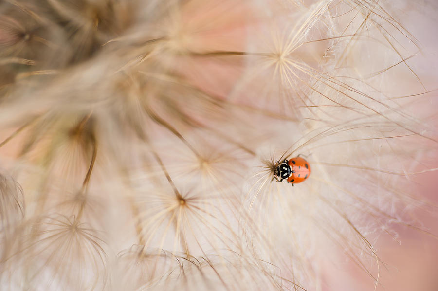 Ladybug  Photograph by Iris Greenwell