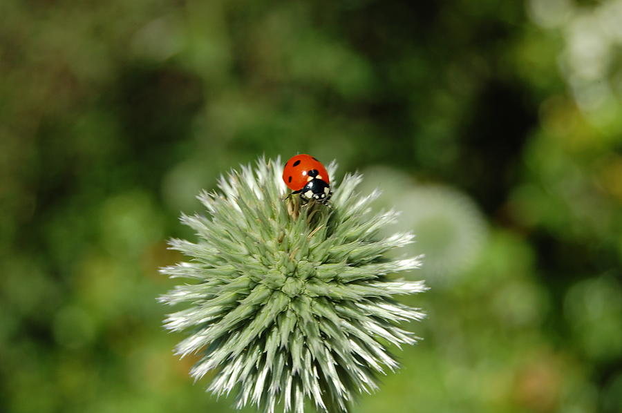 Ladybug Photograph by Jean Booth - Fine Art America