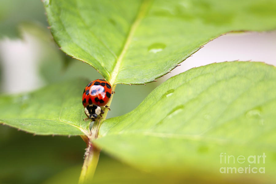 Ladybug  Photograph by Karen Foley