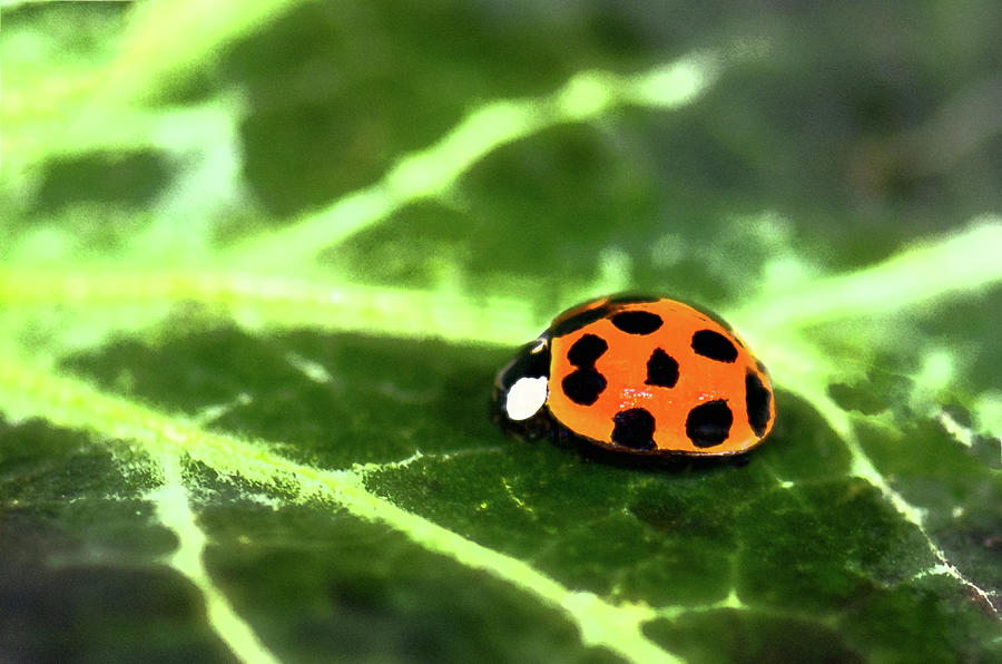 Ladybug Photograph - Ladybug Ladybug by Betty LaRue