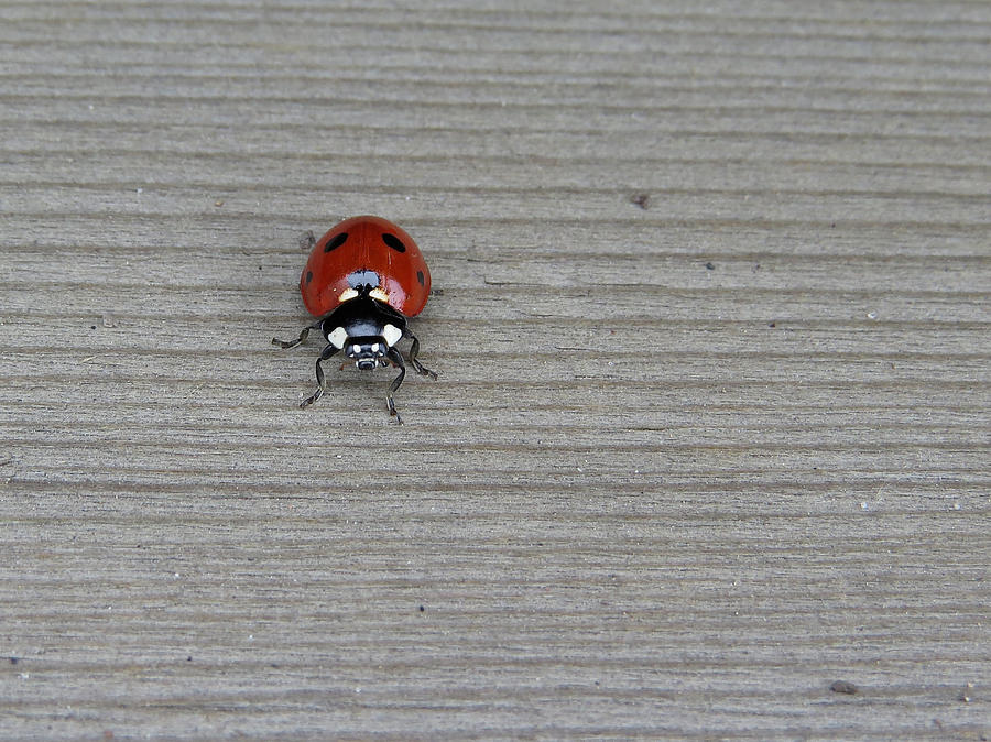 Ladybug Photograph - Ladybug, Ladybug by Earth Garden Art