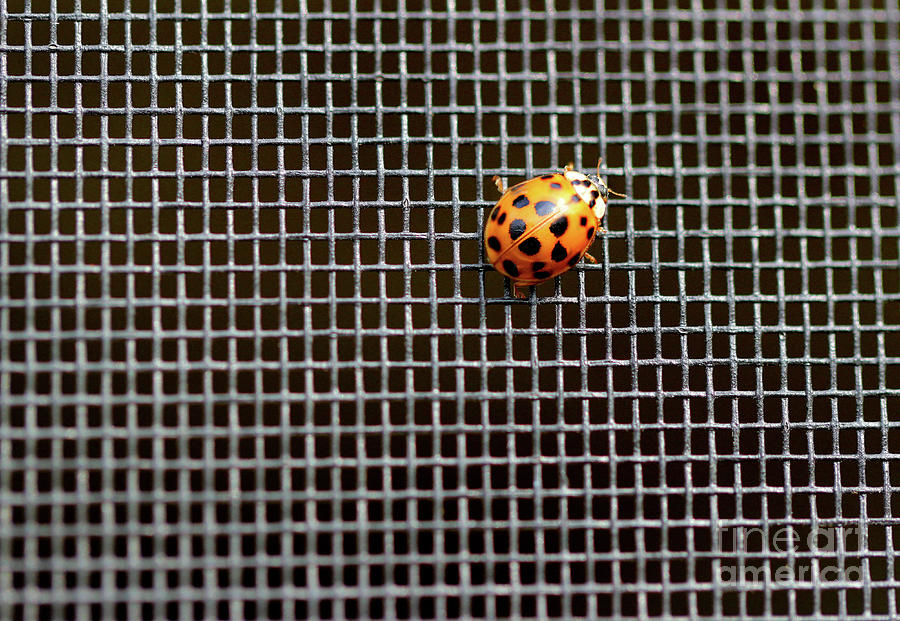 Ladybug, Ladybug, Fly Away Home Photograph by Karen Adams