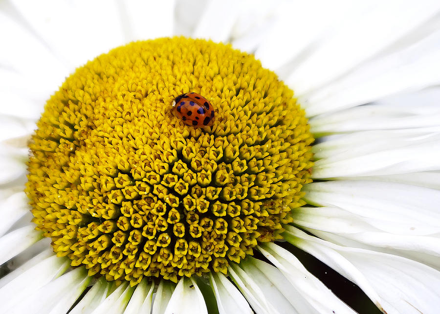 Ladybug Ladybug Fly Away Home Photograph by Rhonda McDougall
