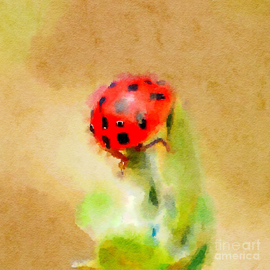 Ladybug Ladybug Ladybug Photograph by Kerri Farley
