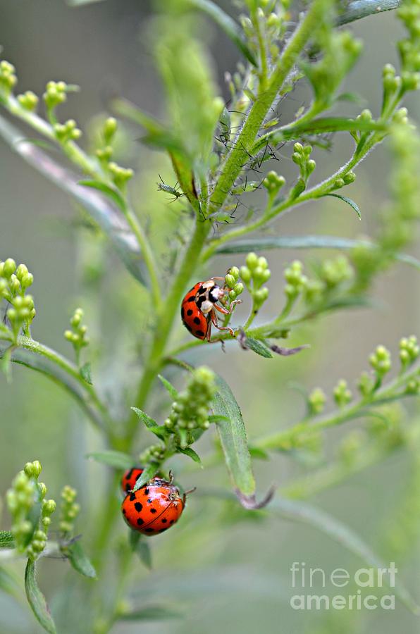 Ladybug Ladybug... Photograph by Lila Fisher-Wenzel