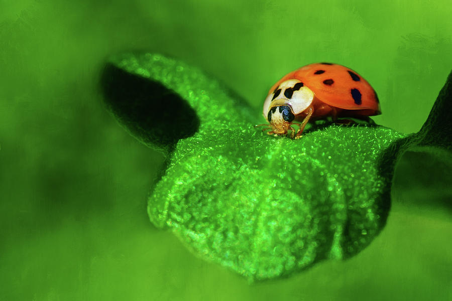 Ladybug, Ladybug Photograph by Nikolyn McDonald