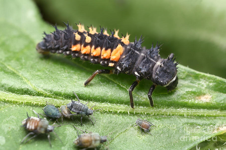 Ladybug Larva And Aphids Photograph by Matthias Lenke
