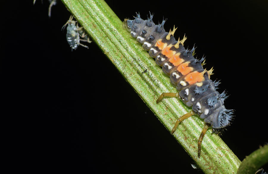 Asian Lady Beetle Larvae #1 Photograph by Larah McElroy