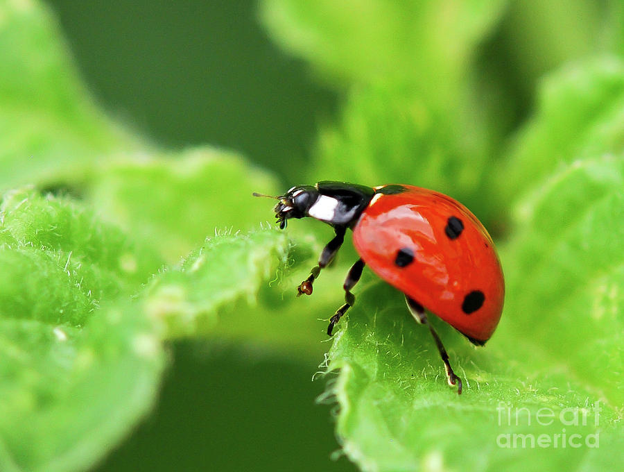 Ladybug Leaf Traveler Photograph by Kerri Farley