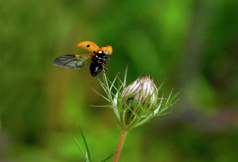 Ladybug Lift Off Photograph by Garrett Sheehan