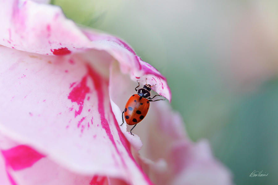 Ladybug Lifting Petal Photograph by Diana Haronis