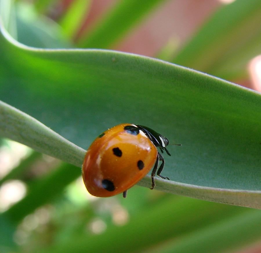 Ladybug Photograph by Liz Vernand