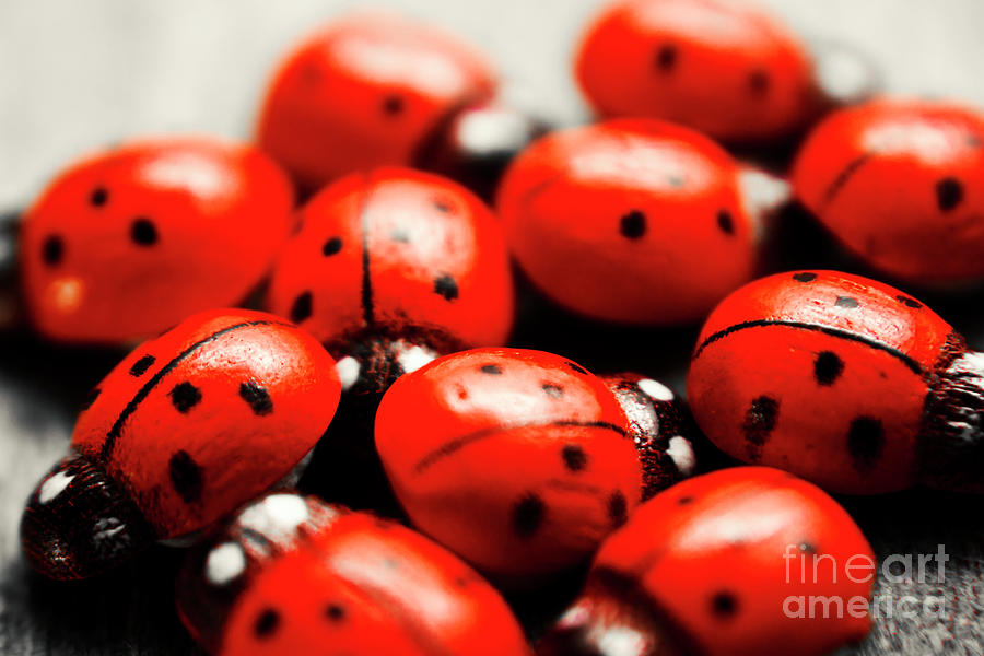 Ladybug luck Photograph by Jorgo Photography