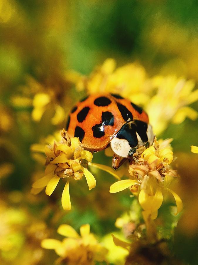 Ladybug Digital Art - Ladybug Lunch  by Jillynn Markle