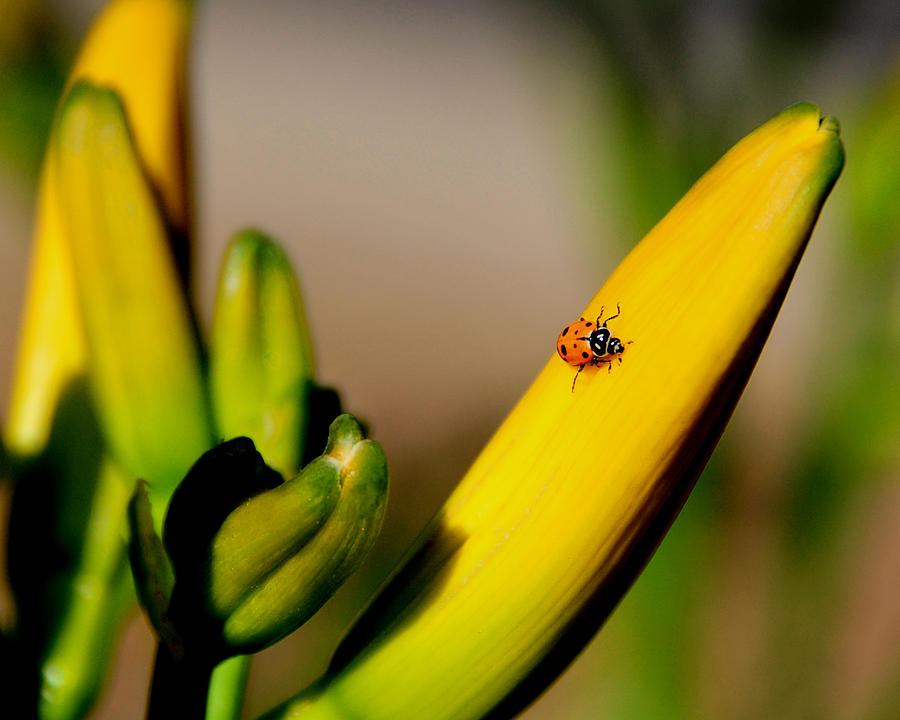 Ladybug Photograph - Ladybug by Lyle  Huisken