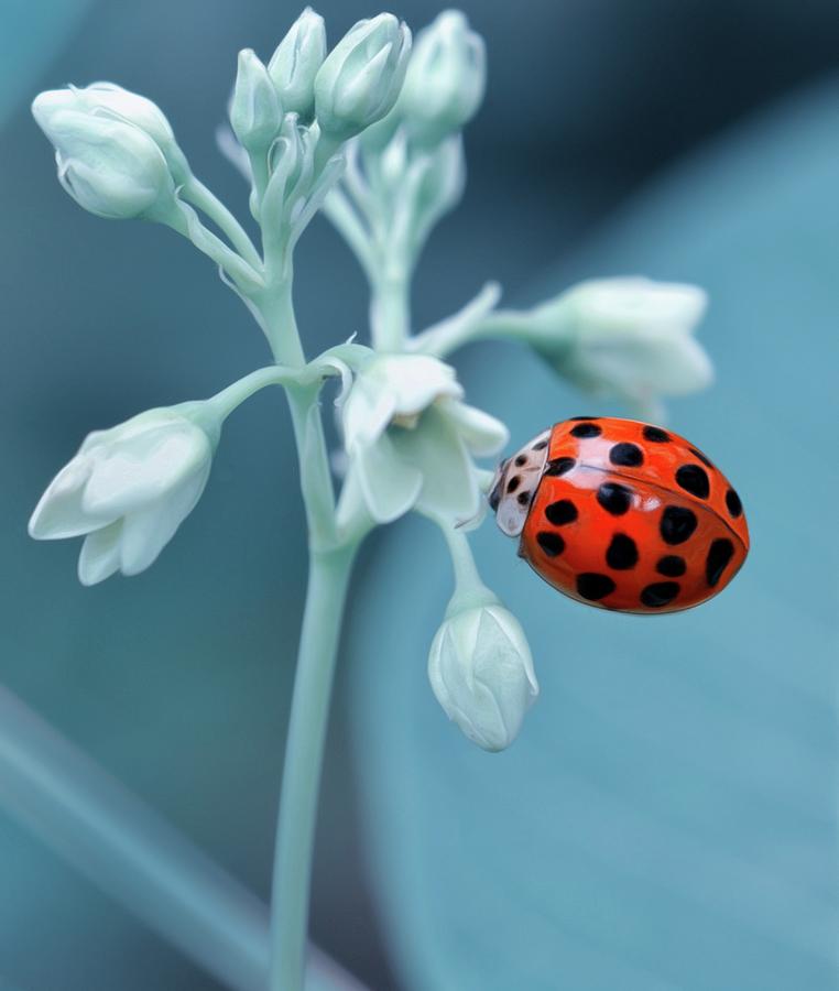 Ladybug Photograph by Mark Fuller