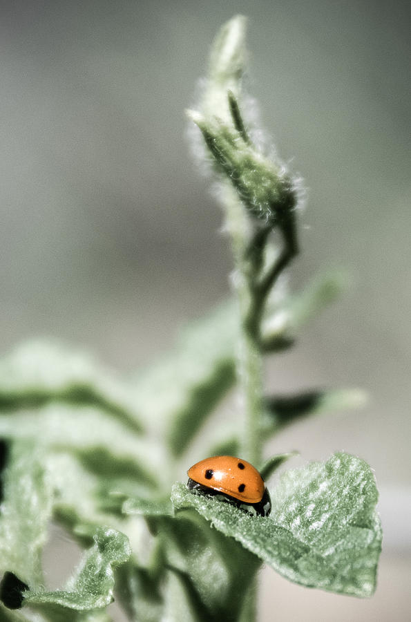 Ladybug Photograph by Mellissa Ray