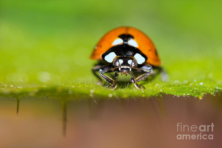 Ladybug Photograph by Mimi Ditchie
