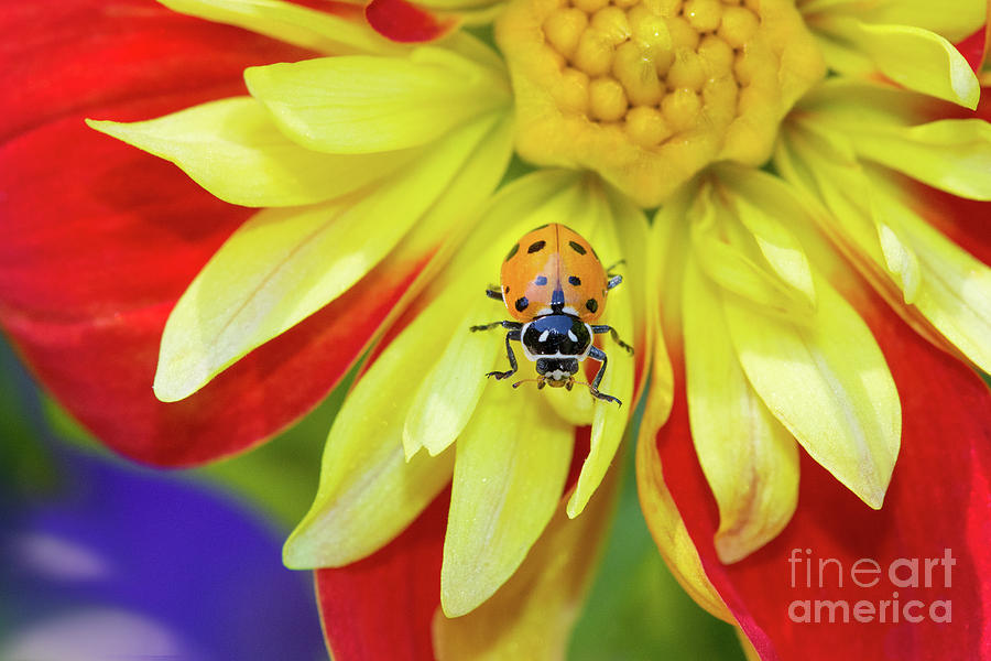 Ladybug On A Dahlia Photograph by Mimi Ditchie