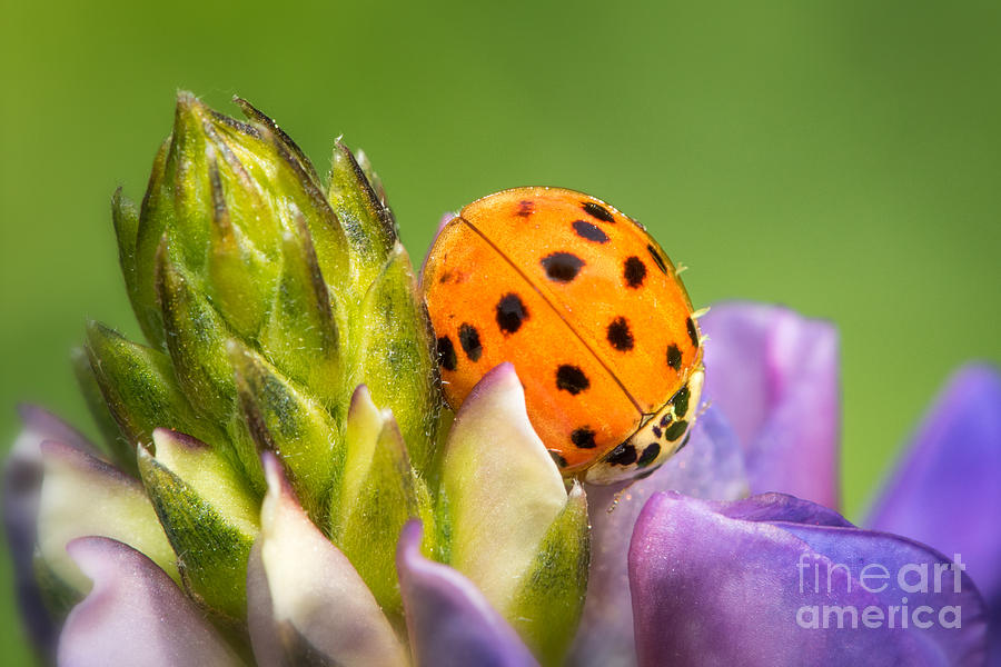 Ladybug On A Lupine Photograph by Mimi Ditchie