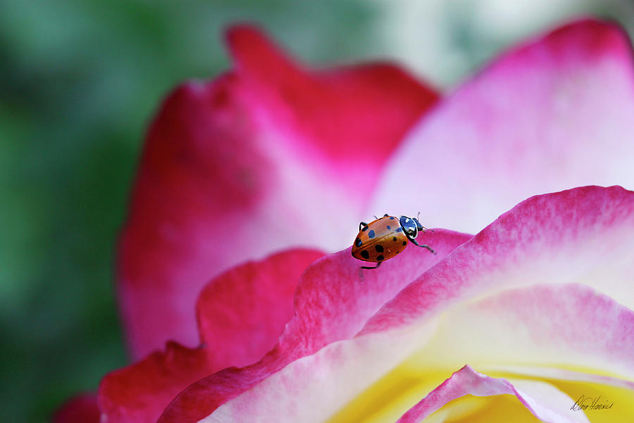 Ladybug On A Rose Photograph by Diana Haronis