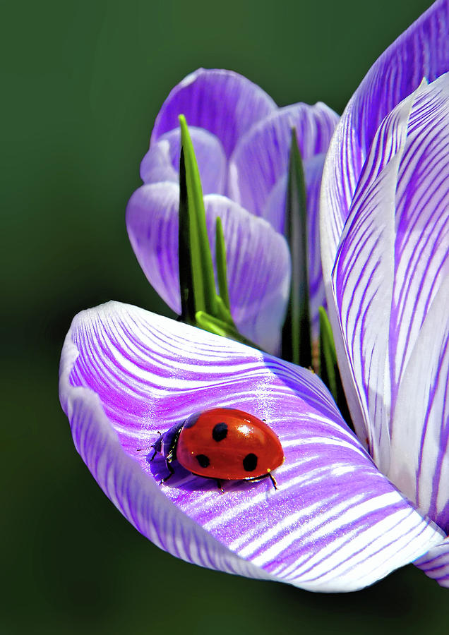 Ladybug on a Spring Crocus Photograph by Carolyn Derstine