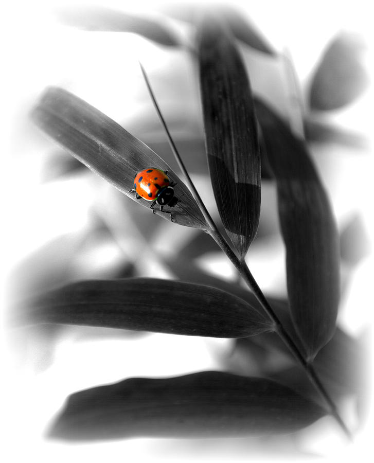 Ladybug on Bamboo Photograph by Nathan Abbott
