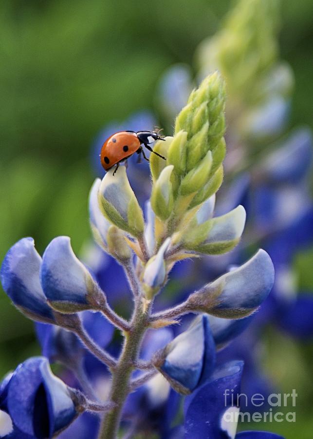 Ladybug on Bluebonnet 1 Photograph by Kim Yarbrough